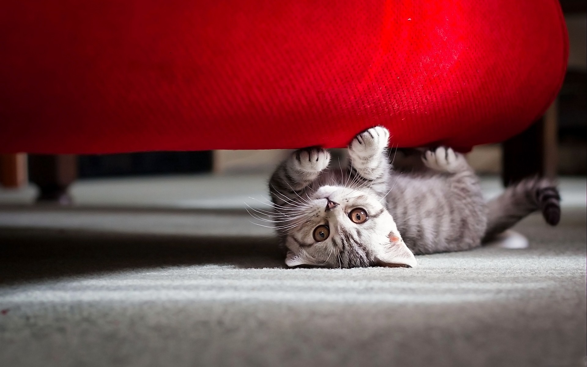 gatti gatto domestico ritratto coperta divano sonno da solo mammifero famiglia carino animale pelliccia