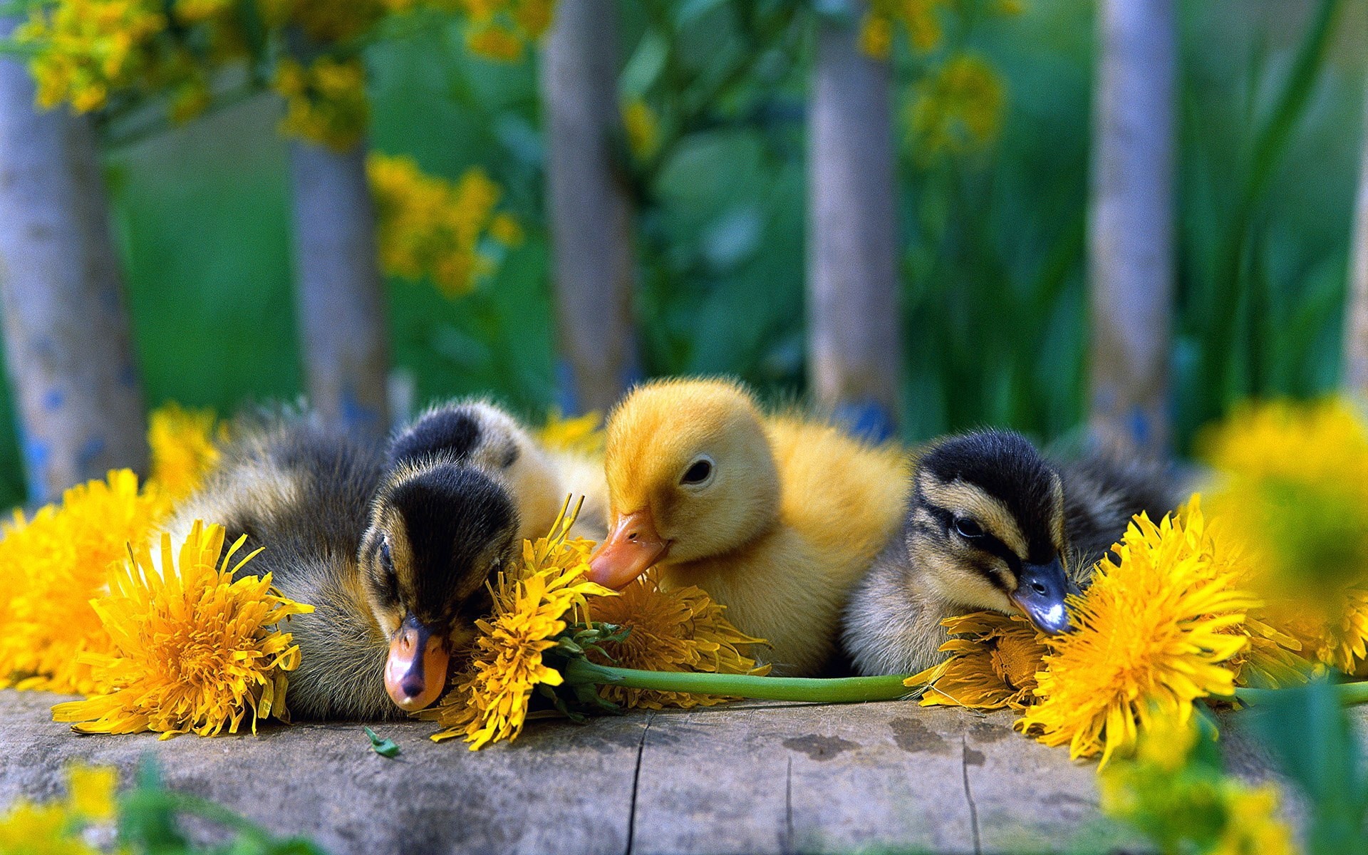 chicks nature bird dame flower grass easter animal cute outdoors color garden baby background