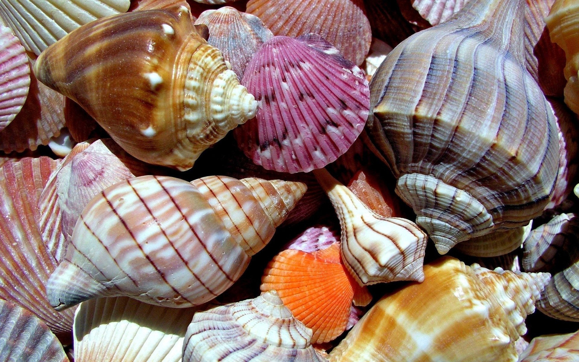 paisagens conchas moluscos concha lembrança concha marinho caracol vieira molusco boneca verão invertebrados natureza tropical coleção concha mar mar espiral conchas fundo