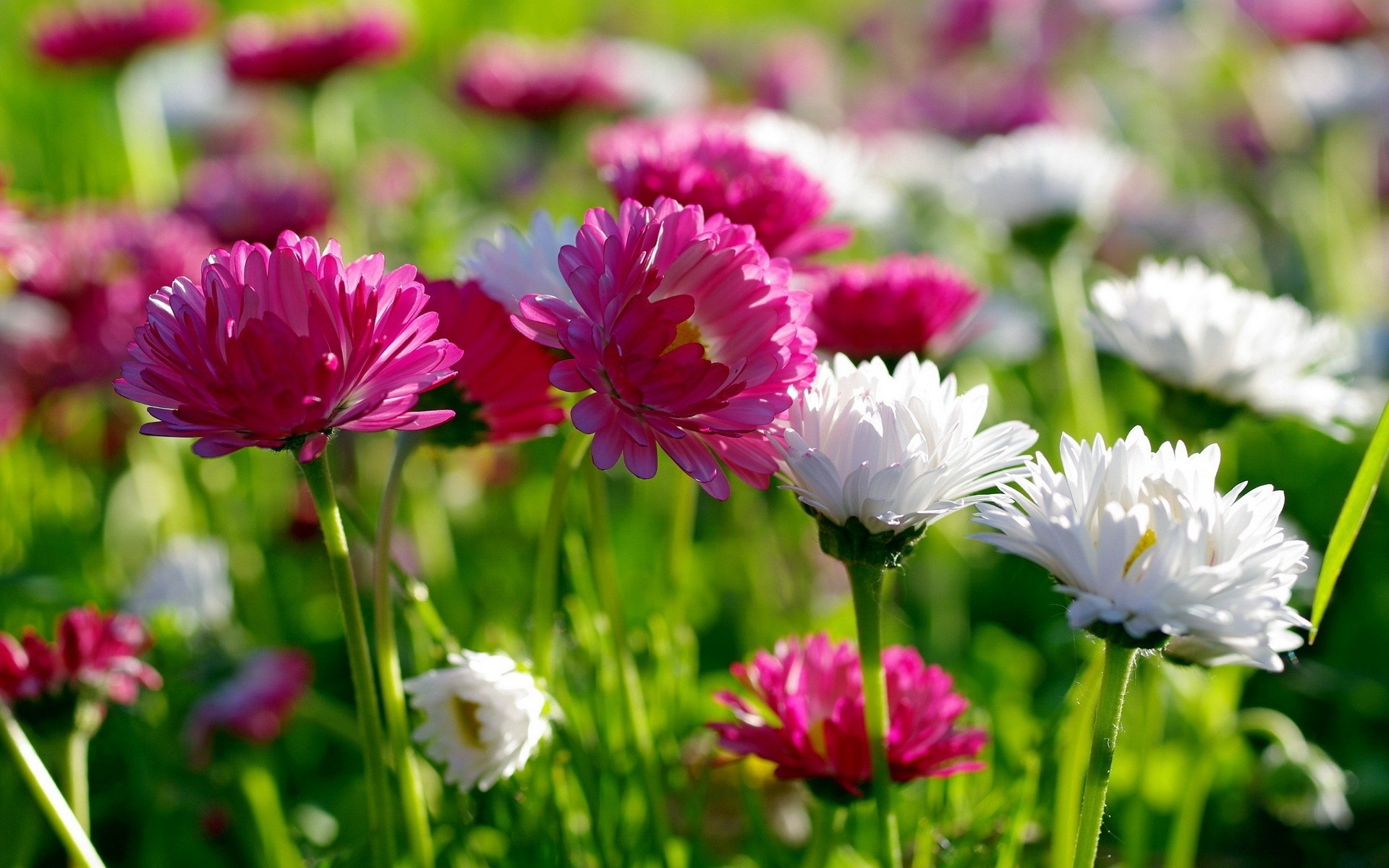 fleurs fleur nature été flore jardin bluming pétale floral feuille champ croissance lumineux foin couleur herbe saison beau temps tête rose blanc paysage fond