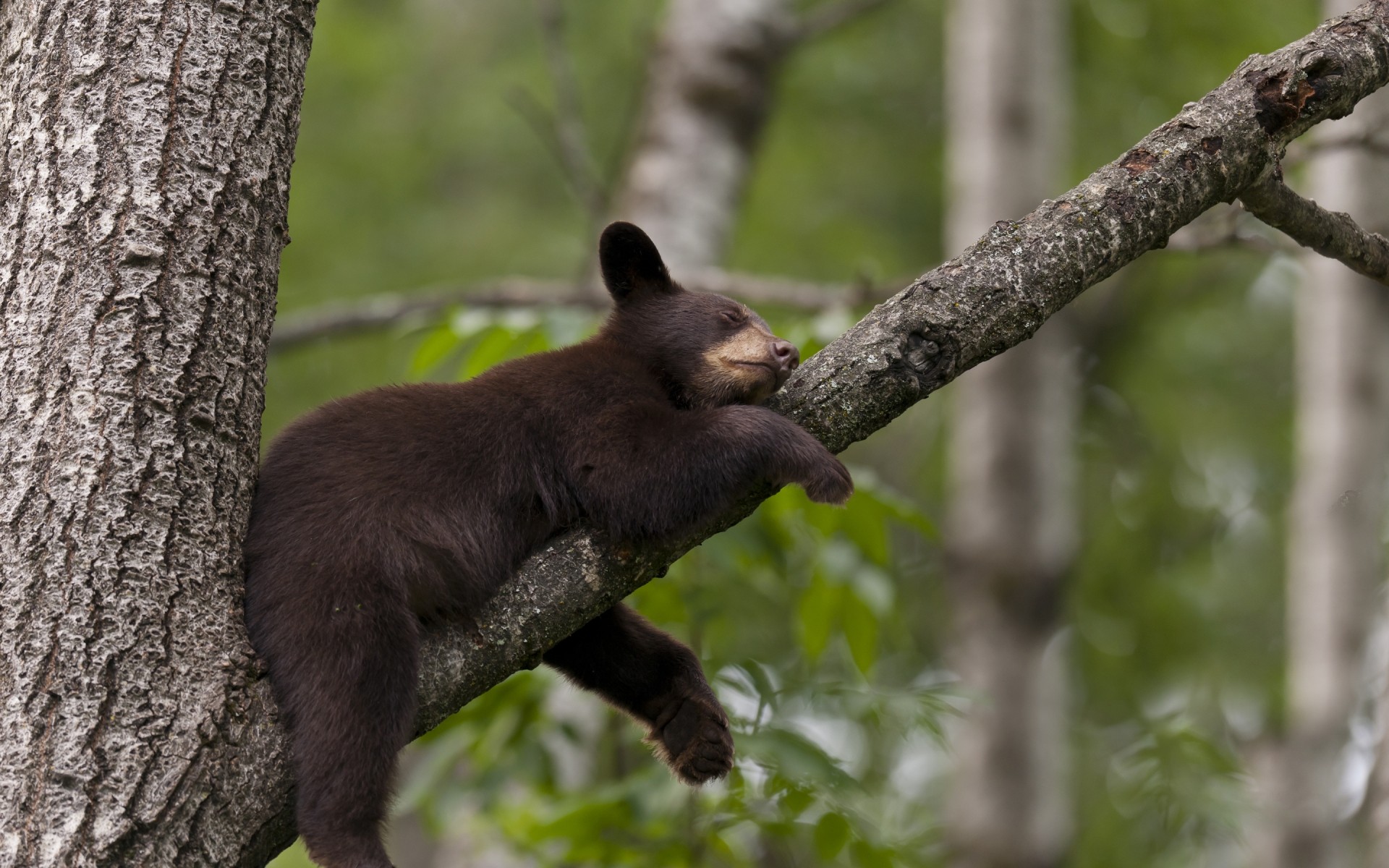 tiere tierwelt säugetier baum holz im freien natur bär