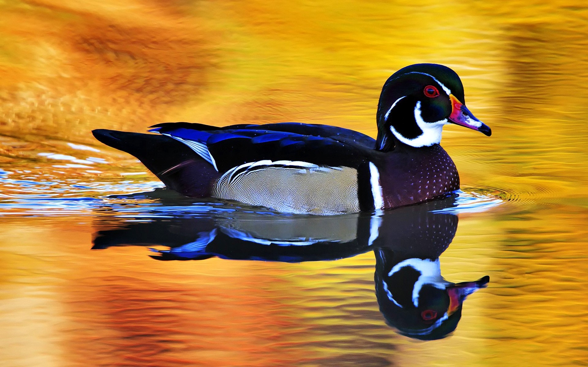 duck bird wildlife water nature swimming animal lake pool reflection waterfowl beak mallard poultry