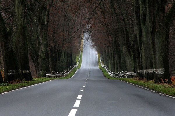 Landscapes road roads forests trees photos