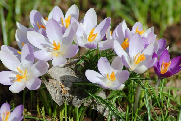 Wiosna krokusy pierwiosnek liść suchy makro