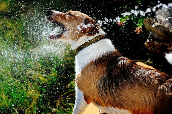 Dog splashes in nature