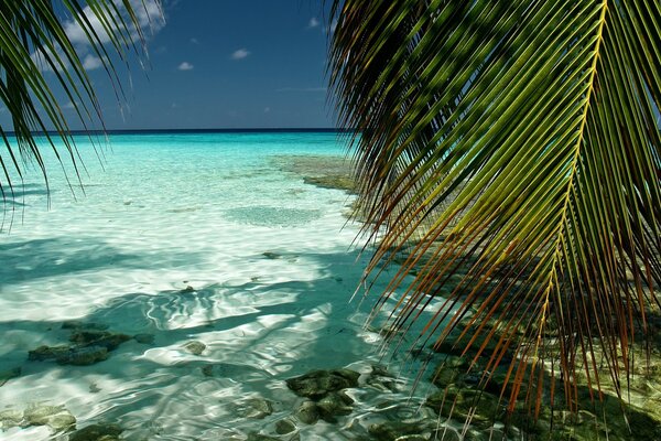 Una foglia di Palma circonda l oceano