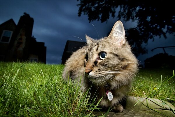 Chat dans la nature. Animal sur l herbe