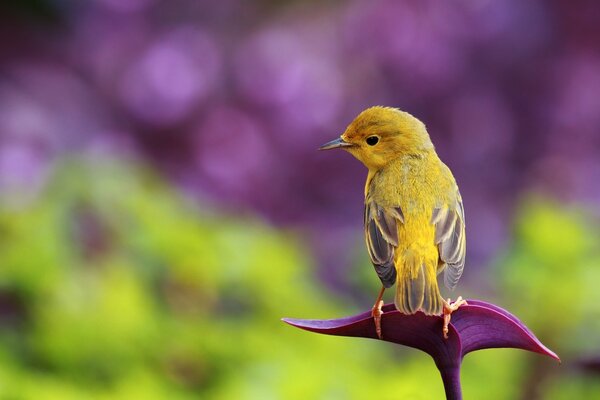 A bird that sits on a flower