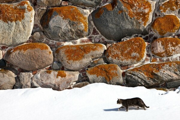 Snowy landscape with a cat and rocks