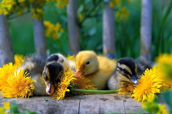 Oiseau de nature sur la fleur