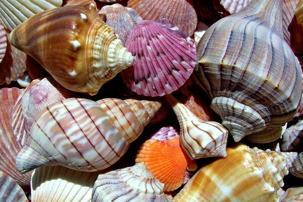 Shells of different sizes lie