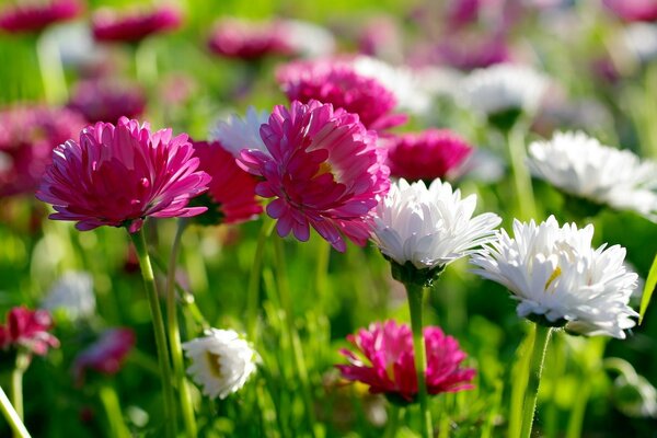 Eine Mischung aus weißen und rosa Astern