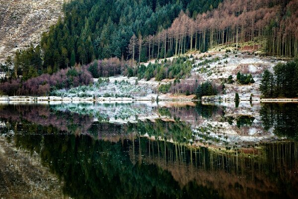 Waldlandschaft auf dem Hintergrund des kristallklaren Sees. Reflexion im Wasser von Waldpinien