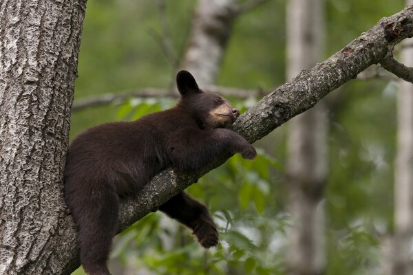 A little bear cub sleeping in a tree