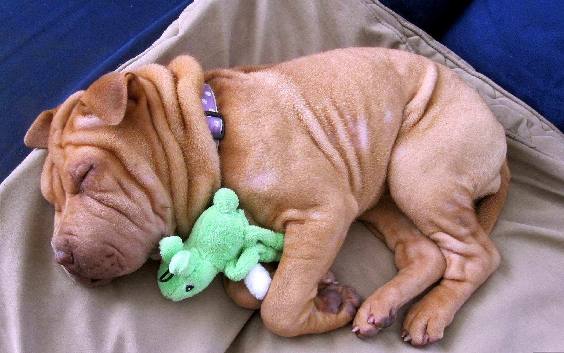 cães sozinho adulto homem brinquedo engraçado