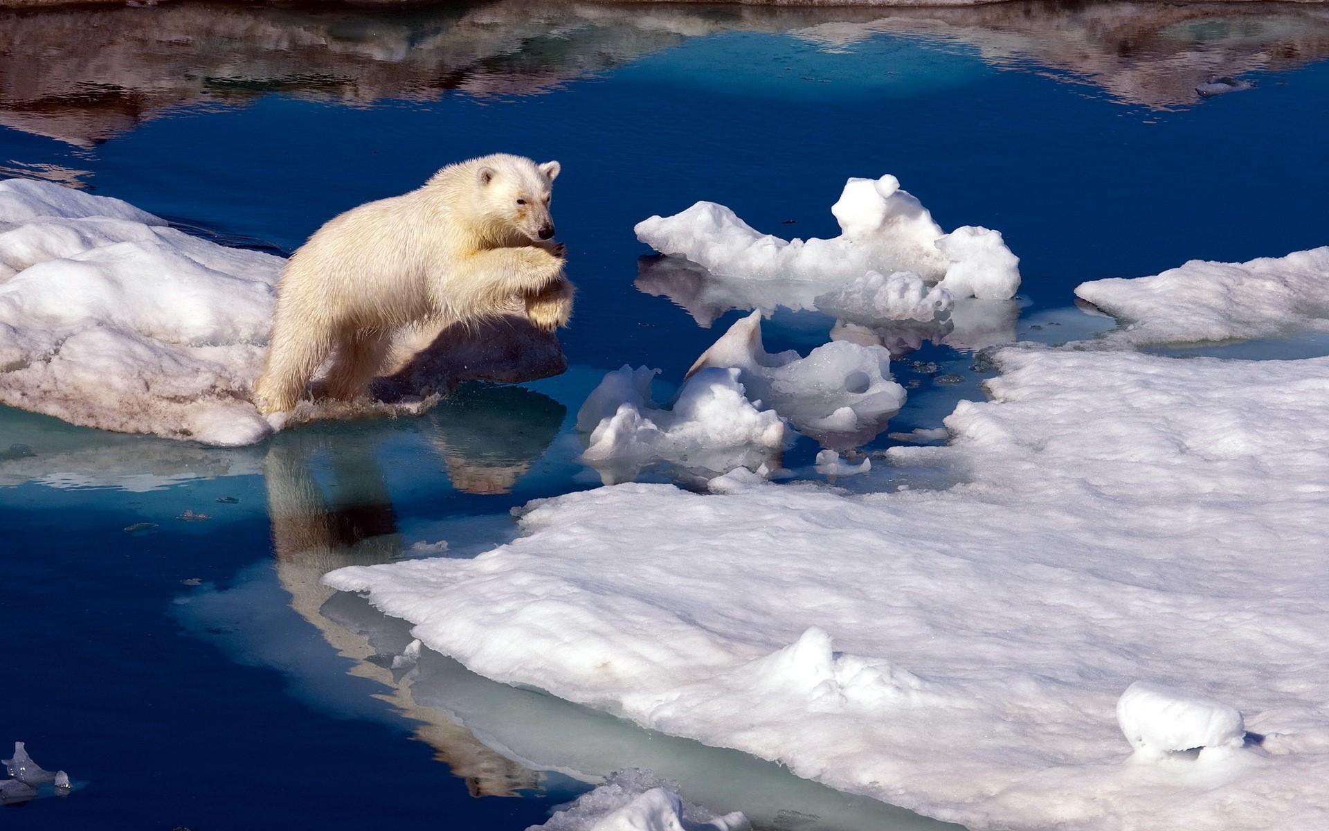 animales nieve escarchado invierno hielo agua frío al aire libre naturaleza océano luz del día mar viajes oso polar