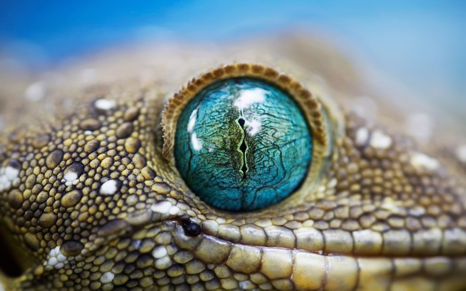 répteis e rãs lagarto lagarto vida selvagem animal natureza escala close-up cobra pele escamosa dragão área de trabalho selvagem espécies zoologia exótico tropical perigo cor