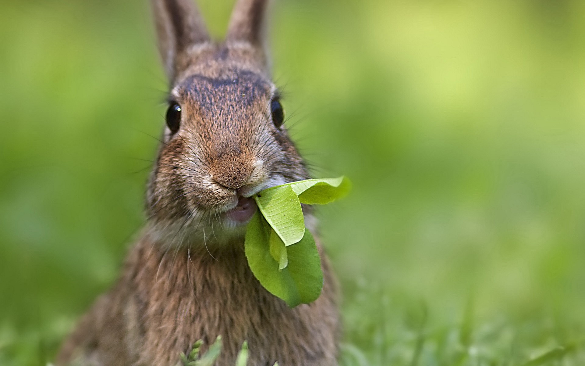 animals nature grass cute wildlife little animal mammal outdoors looking young wild rabbit