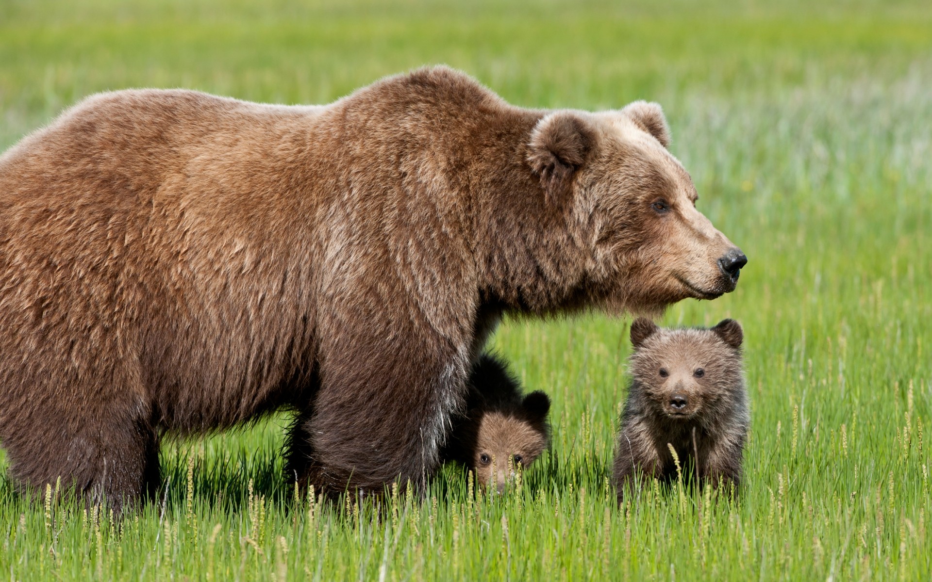 animali mammifero fauna selvatica erba all aperto fieno natura animale selvaggio grizzly pelliccia cucciolo di lupo orso cuccioli di orso