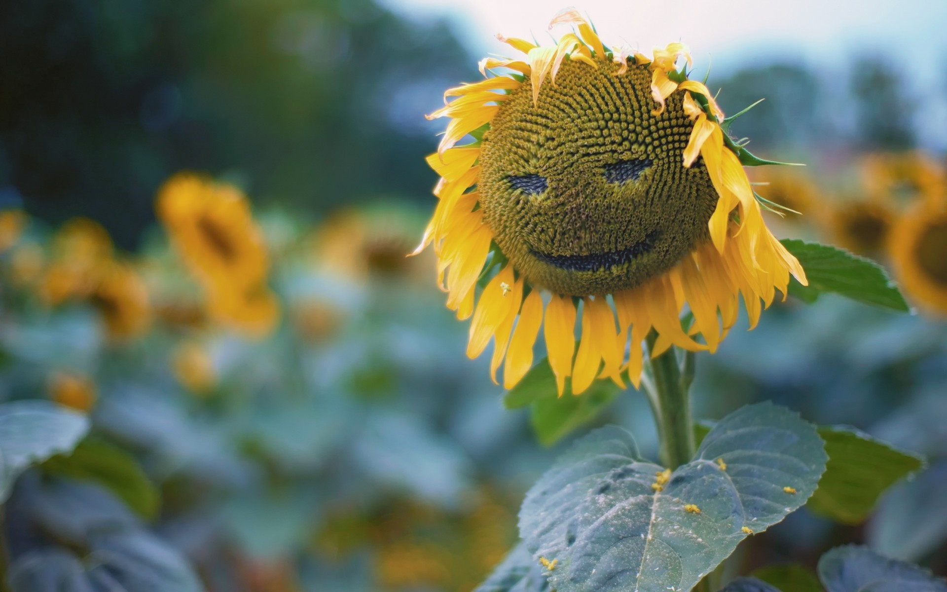 flowers nature leaf flora outdoors garden flower summer sunflower bright color field background smile