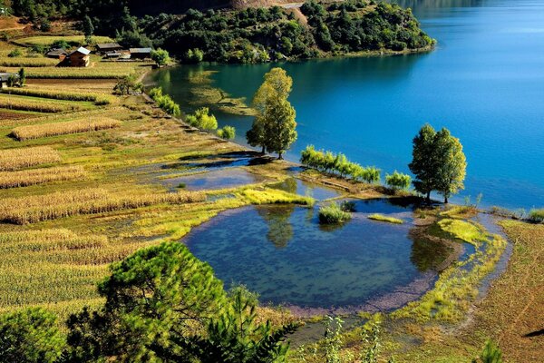 Bäume und Gras in der Nähe von Wasser