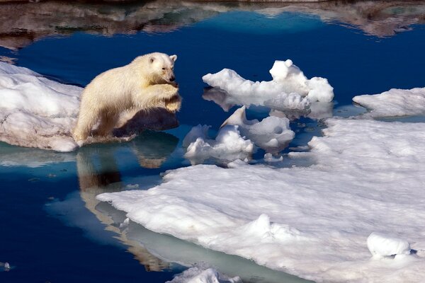 Oso polar saltar sobre otro témpano de hielo