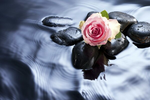 Beautiful pink rose on the background of water