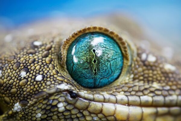 Macro photography of the reptile s blue eye