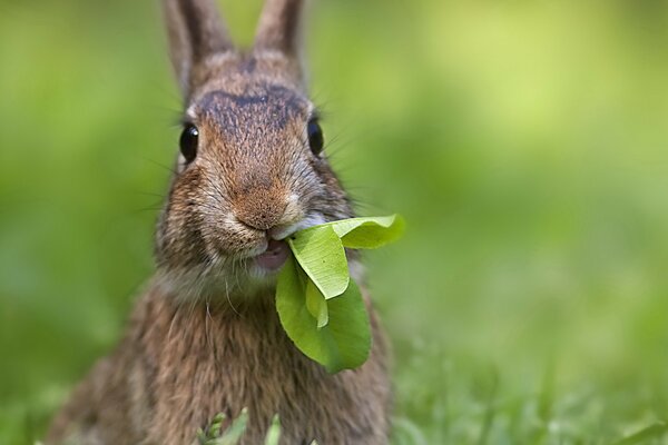 Netter Hase, der Gras kaut