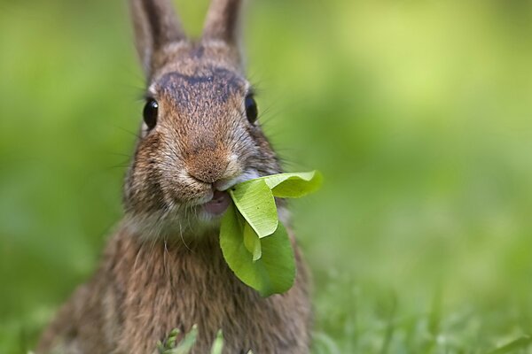 Cute hare chewing grass