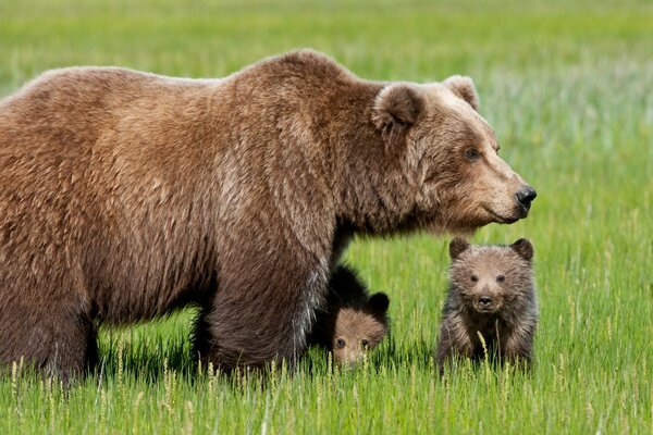 Promenade de la famille des ours en plein air