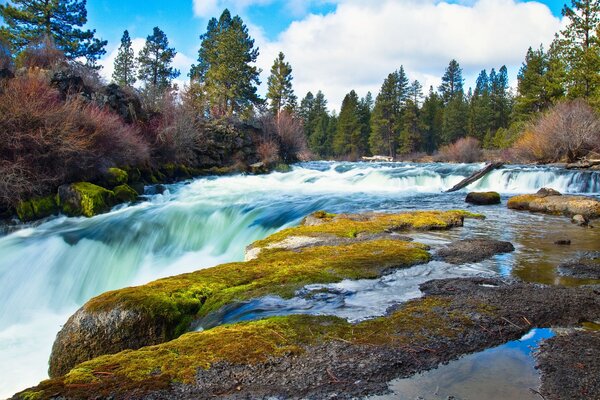 Detrás del río se extiende un bosque verde