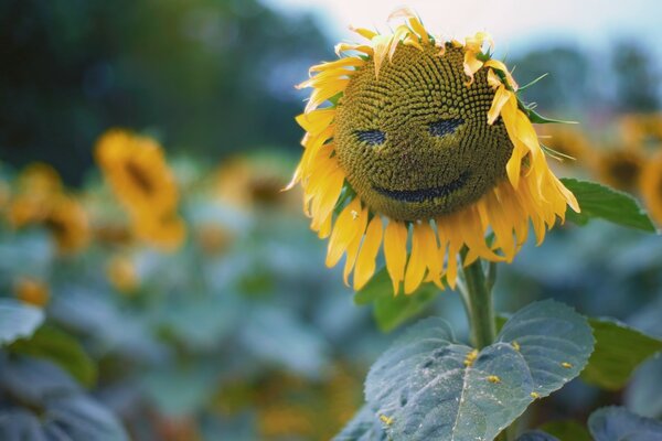 Girasol en forma de una sonrisa alegre