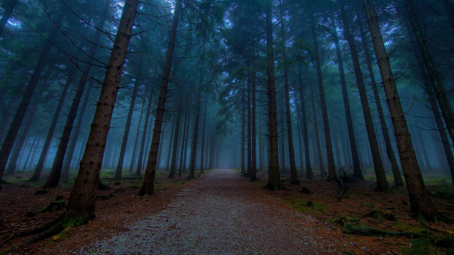 лес дерево древесины пейзаж рассвет туман свет природа туман парк хвойные среды солнце тень лист хорошую погоду осень тайна живописный эвергрин