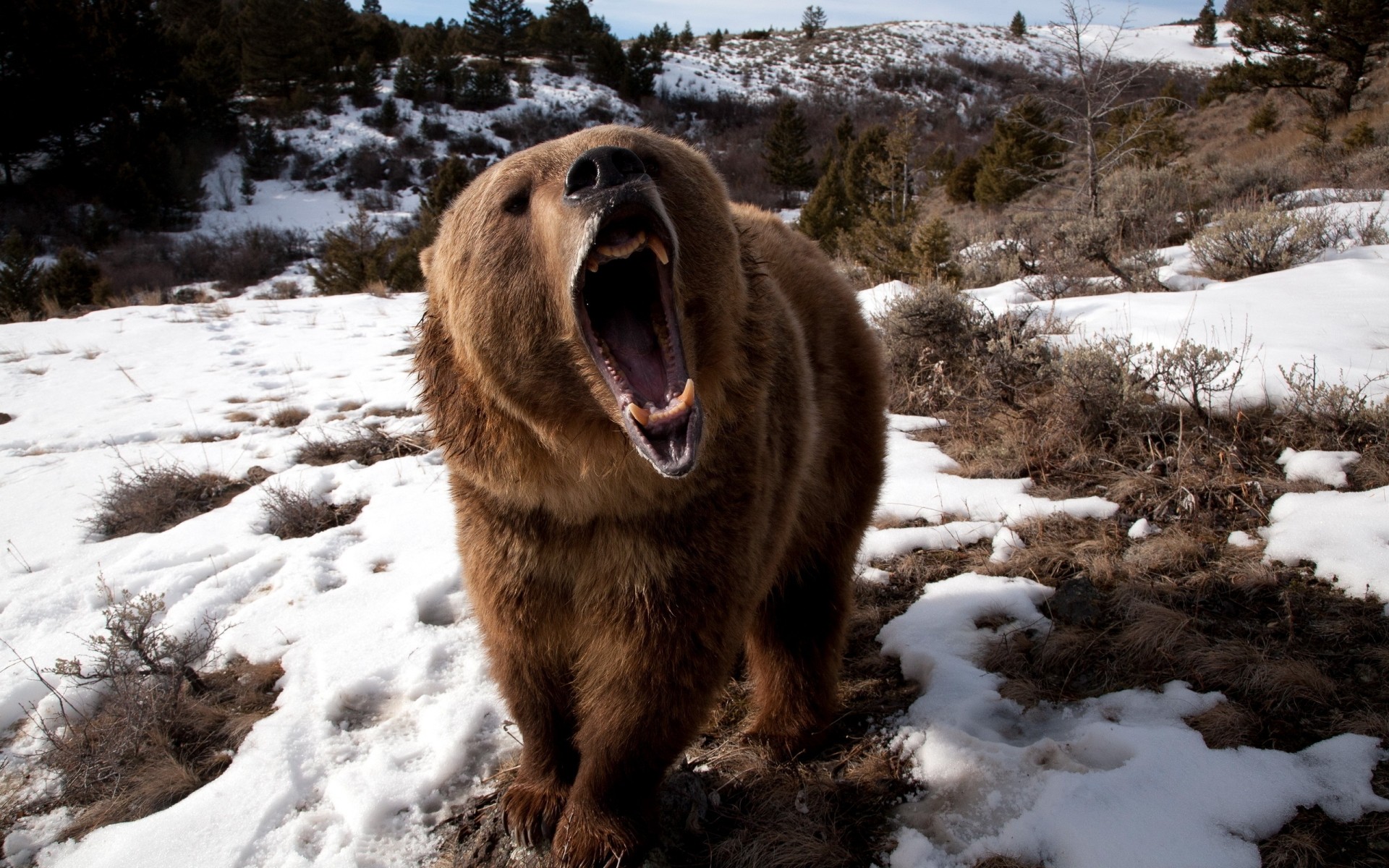 animali neve inverno mammifero all aperto freddo natura gelido fauna selvatica acqua orso grizzly