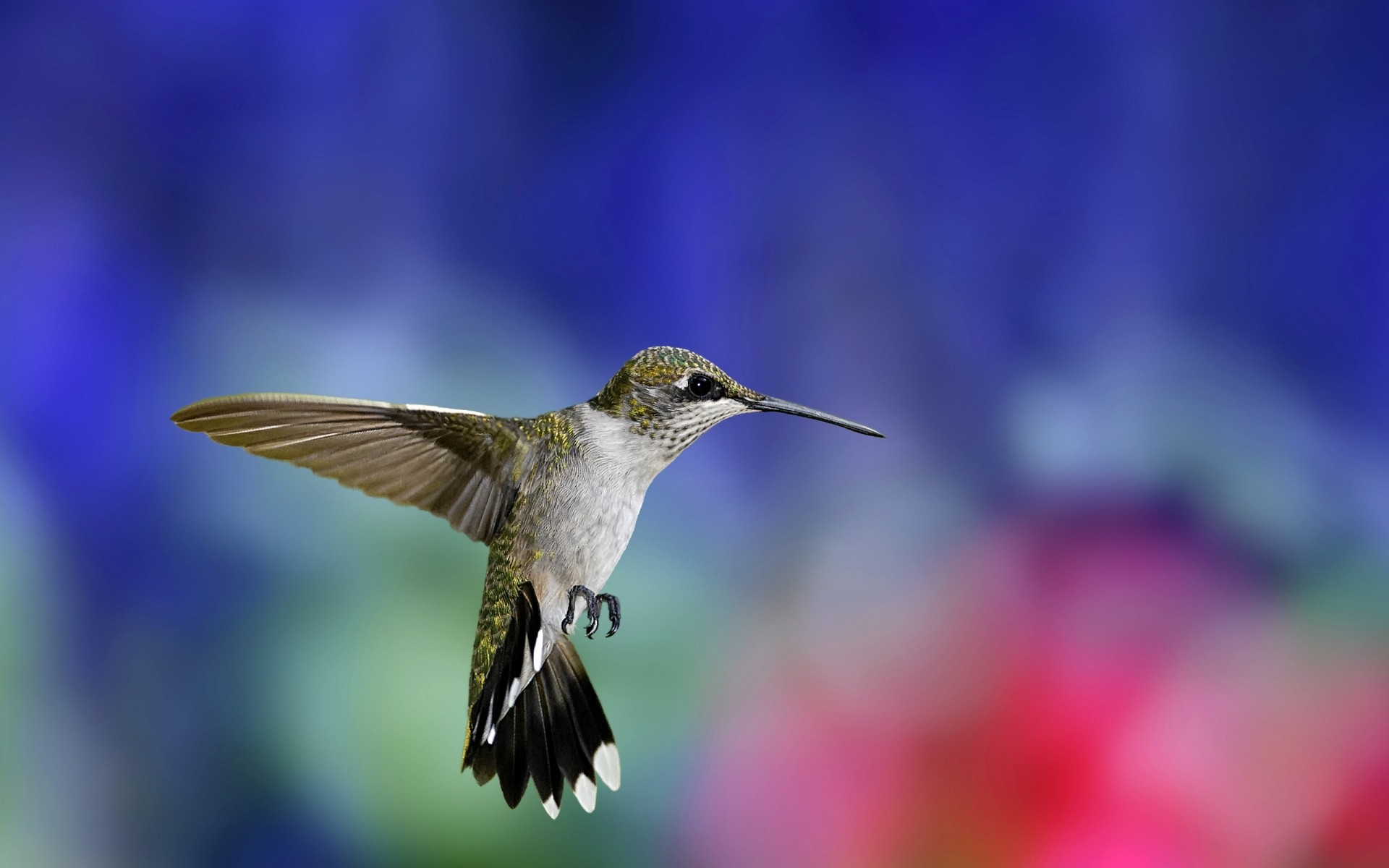 oiseaux nature flou à l extérieur oiseau fleur faune petit