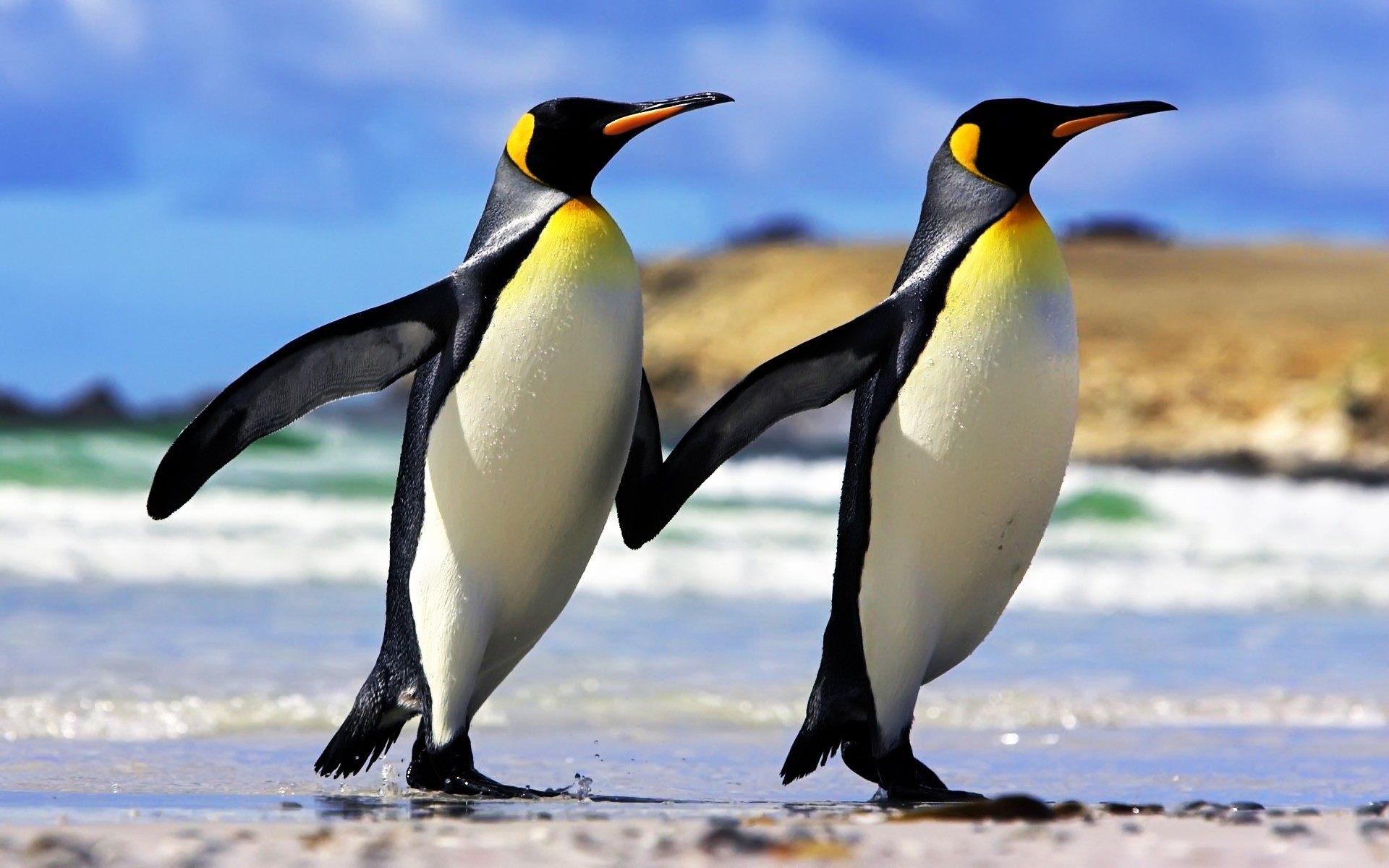 animals wildlife bird animal nature wild water sea beak ocean outdoors frosty penguins