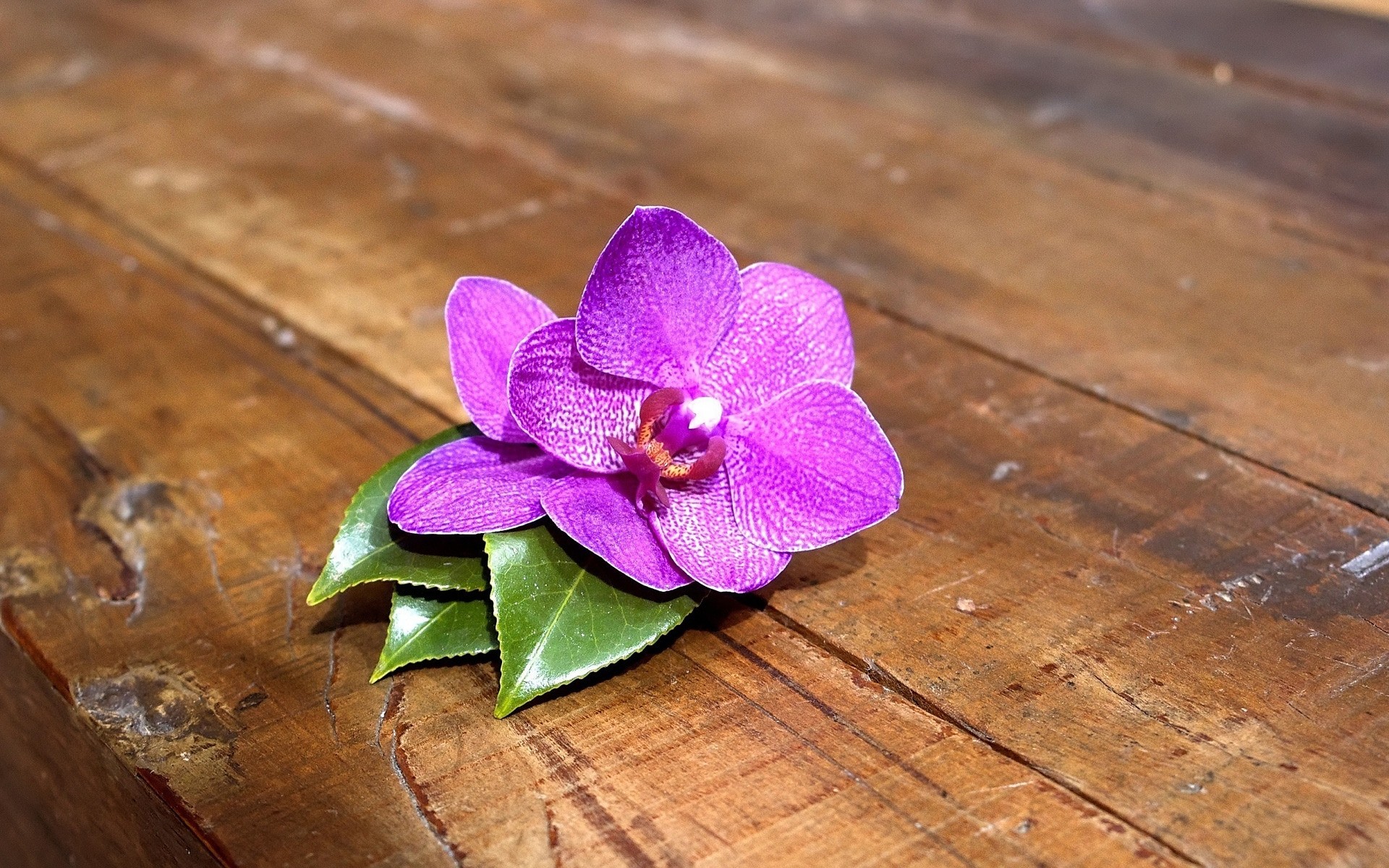 flowers flower nature flora leaf petal desktop color close-up beautiful zen tropical garden floral wood blooming bright orchid