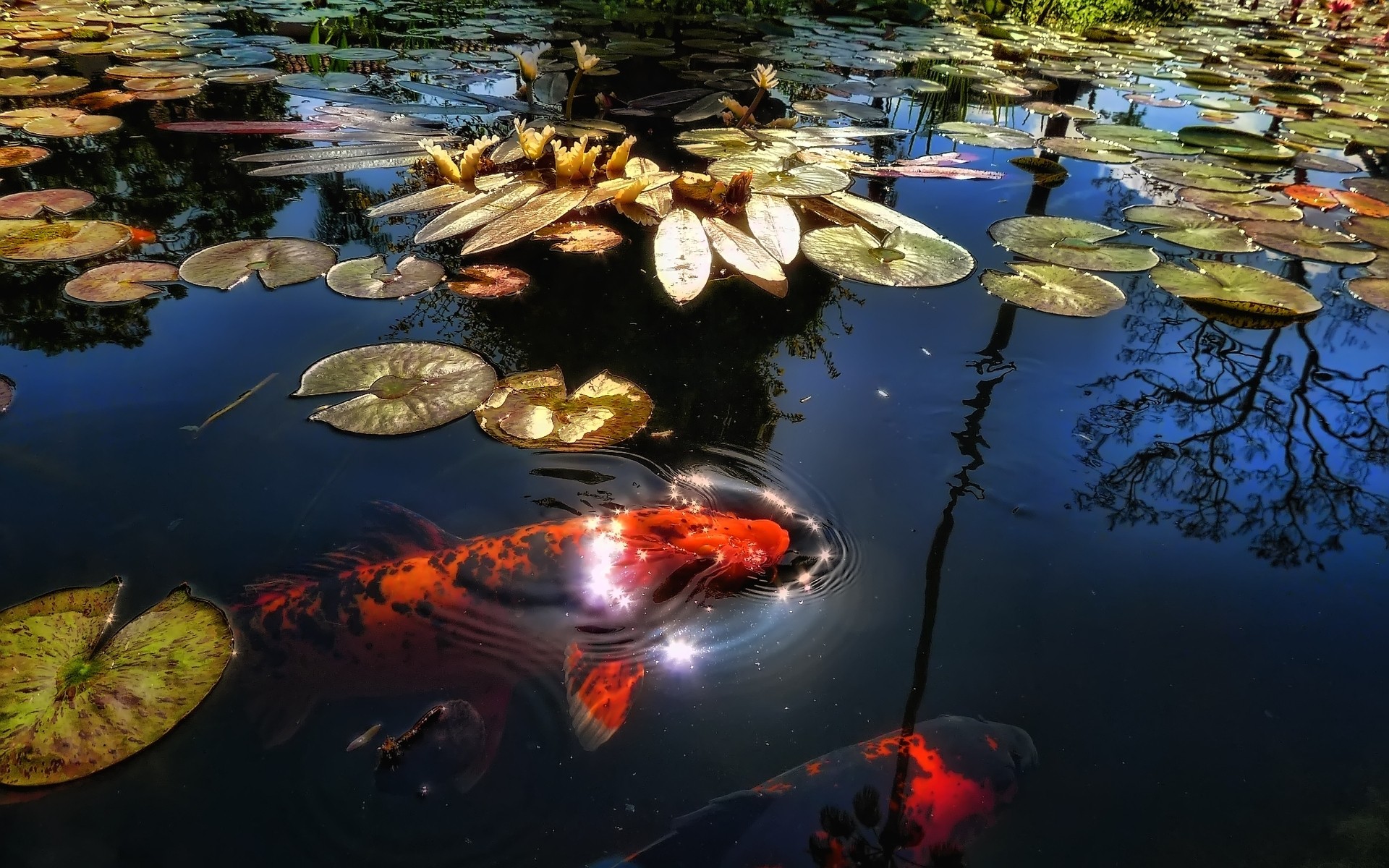 animales marinos agua peces reflexión piscina río naturaleza al aire libre lago viajes submarino natación zen paisaje fondo