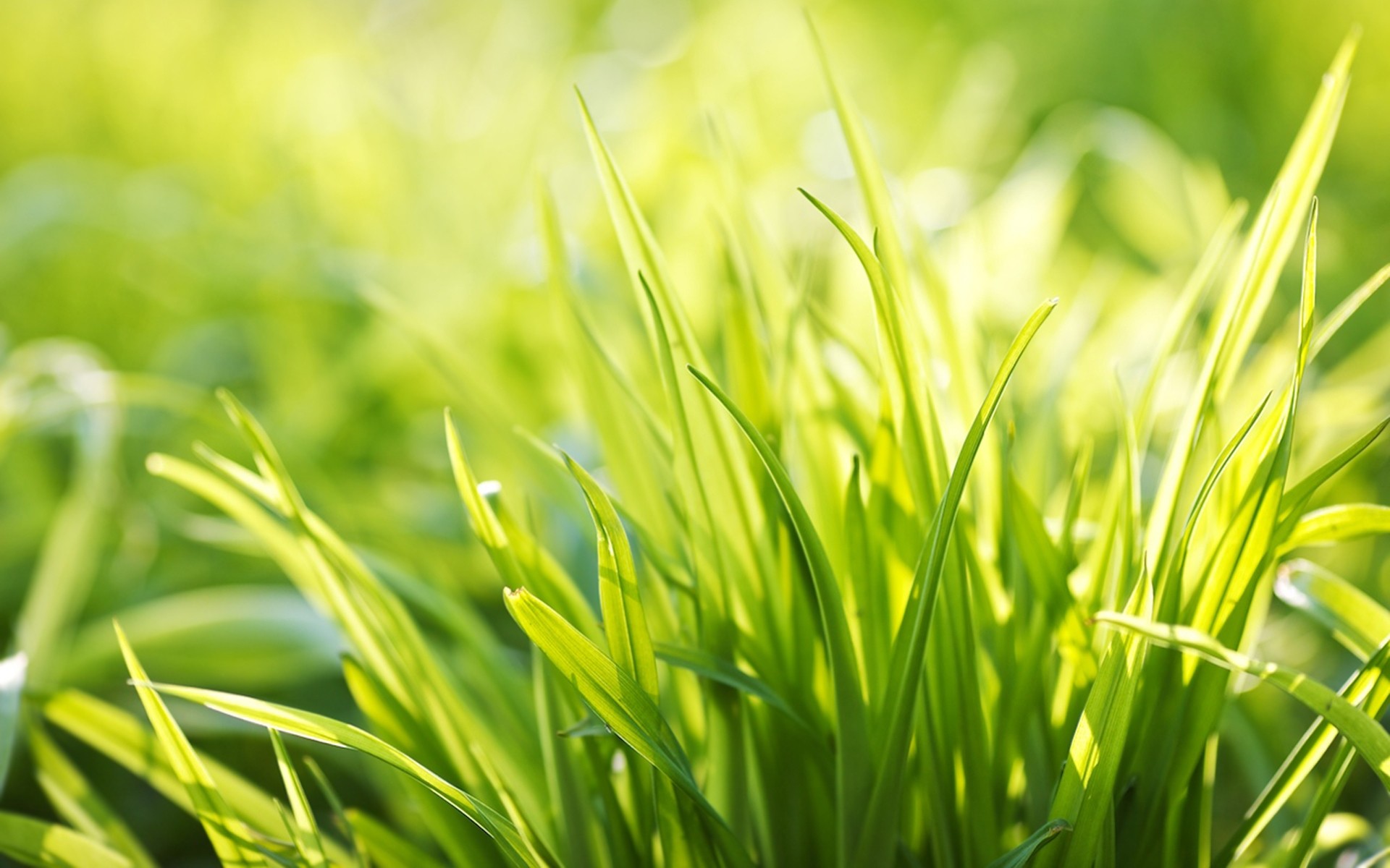 plantes herbe croissance feuille pelouse luxuriante flore été nature jardin foin beau temps champ soleil rosée environnement écologie extérieur lame