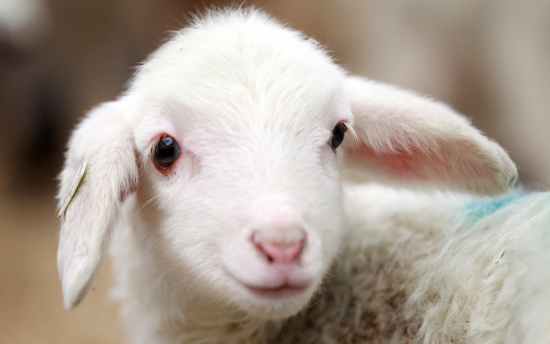 animais fofa mamífero animal retrato pequeno pele natureza jovem ovelhas lã cordeiro