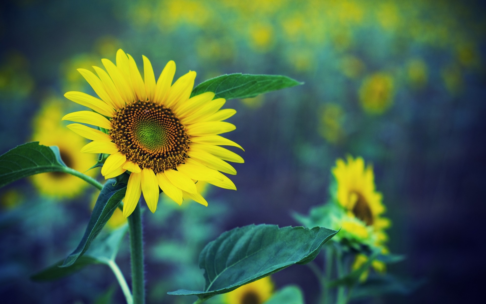 花 自然 夏天 叶 植物群 花 向日葵 增长 明亮 好天气 户外 太阳 颜色 字段 花园