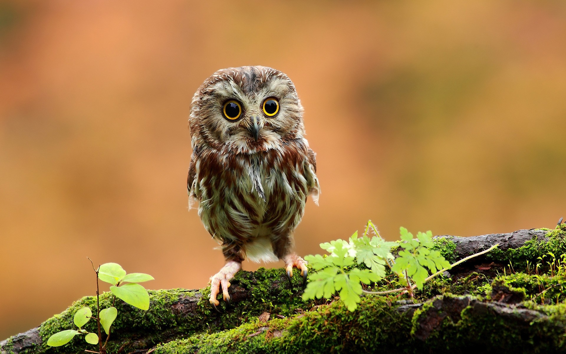 küken natur tierwelt vogel wild tier eule im freien wenig