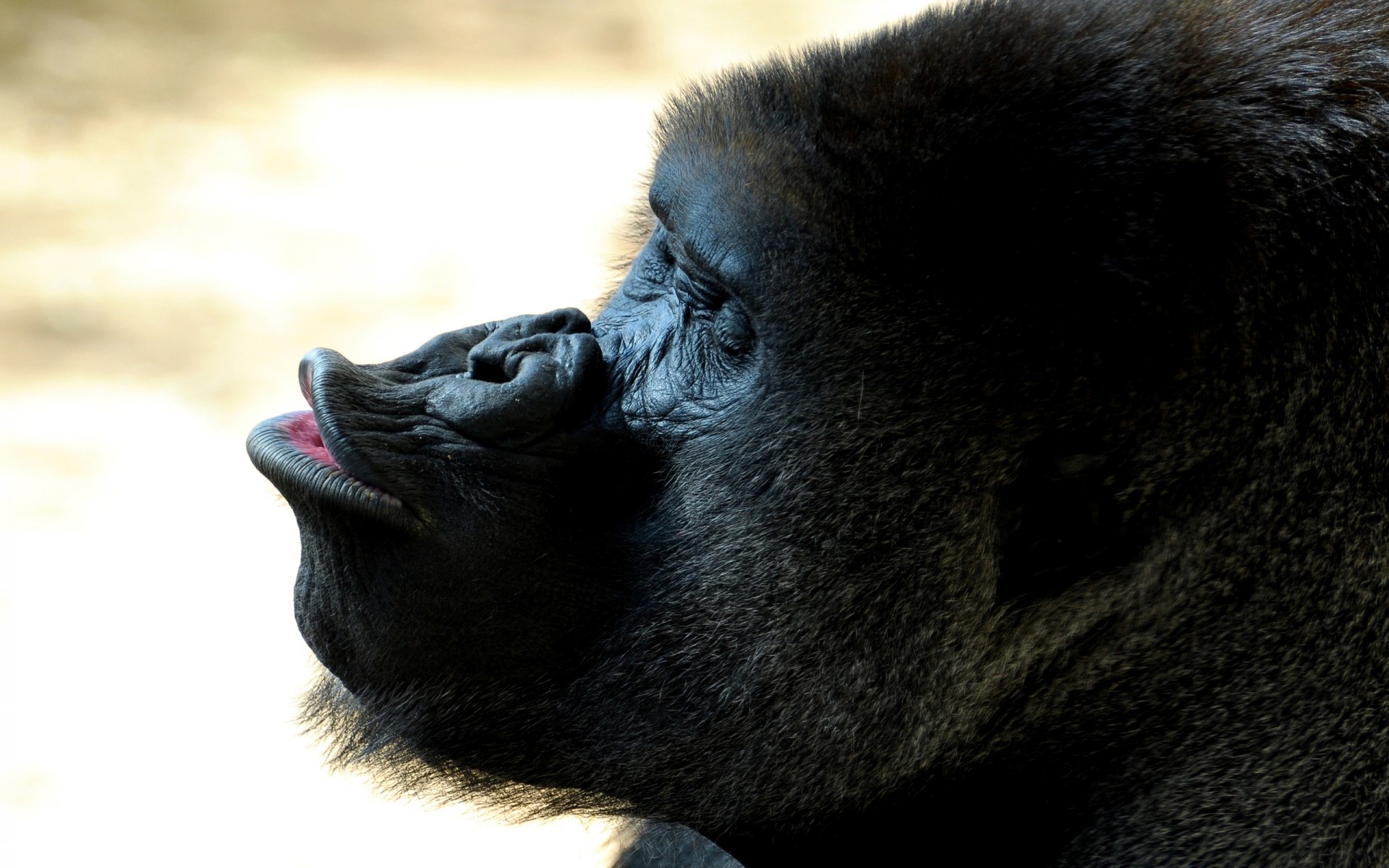 tiere tierwelt säugetier affe zoo vorsteher krümmen natur porträt tier gorilla fell wild