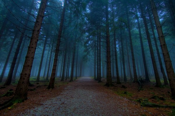 Bäume im Wald bei Sonnenaufgang