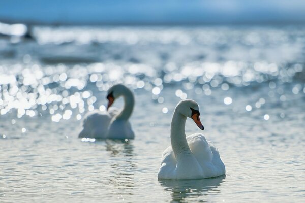 Cisnes brancos nadam na água