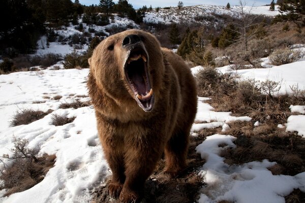 L ours a ouvert sa gueule