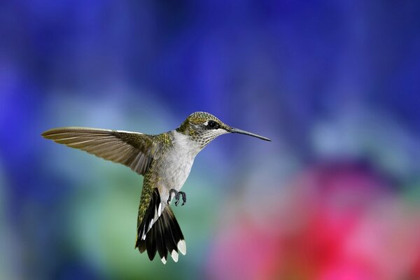 The hummingbird hovered in the air hoping to catch prey