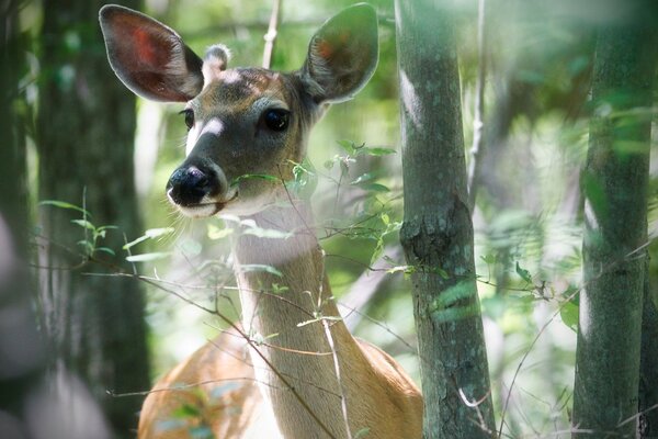 Biche cachée parmi les arbres