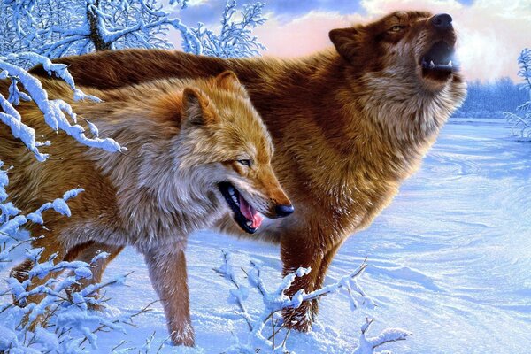 Picture of wild wolves in winter